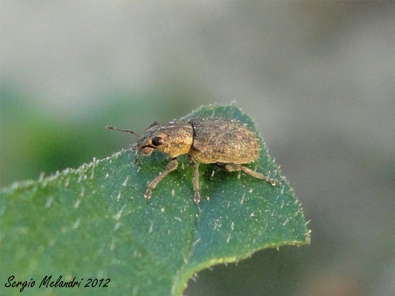 Sitona hispidulus